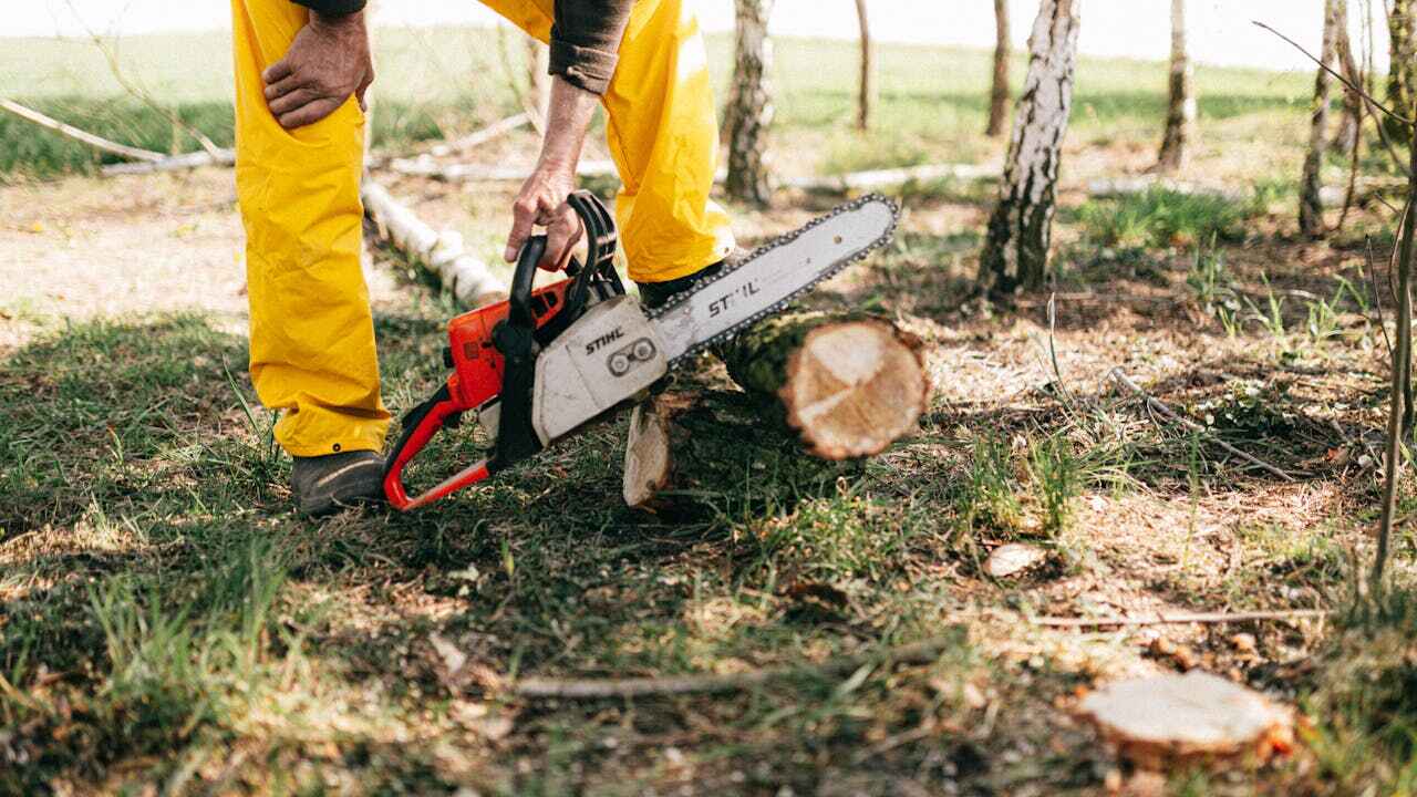 The Steps Involved in Our Tree Care Process in Cairo, GA